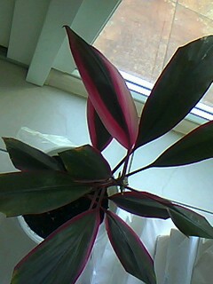 IMG0030A.jpg