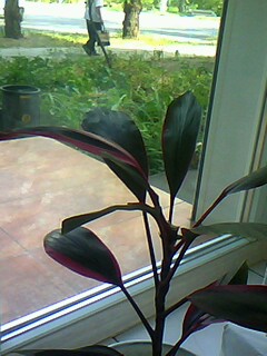 IMG0031A.jpg
