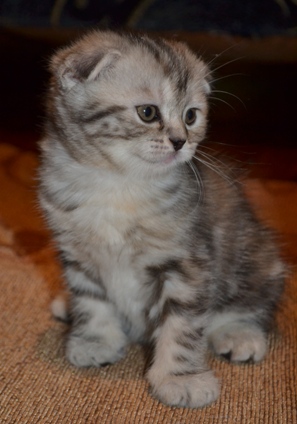 DSC_0145.JPG